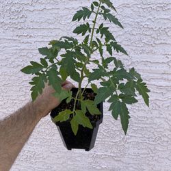 Large Celebrity Plus Hybrid Tomato Plant 