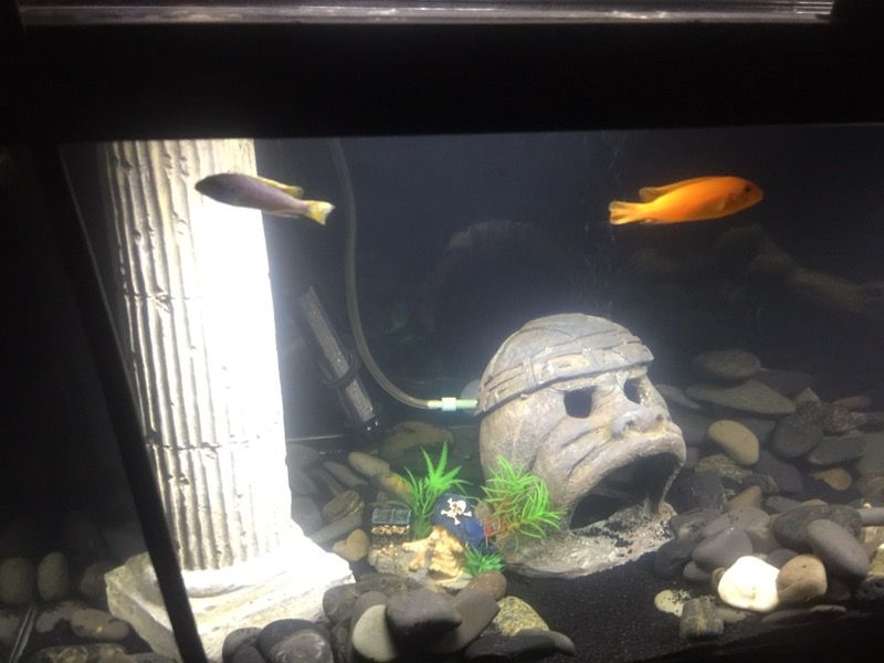 Fish Mbuna Cichlids Jack Dempsey