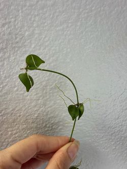 Dischidia sp. badung cutting