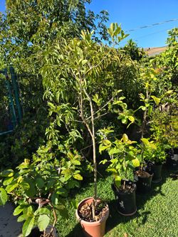 Sweet pink guava tree