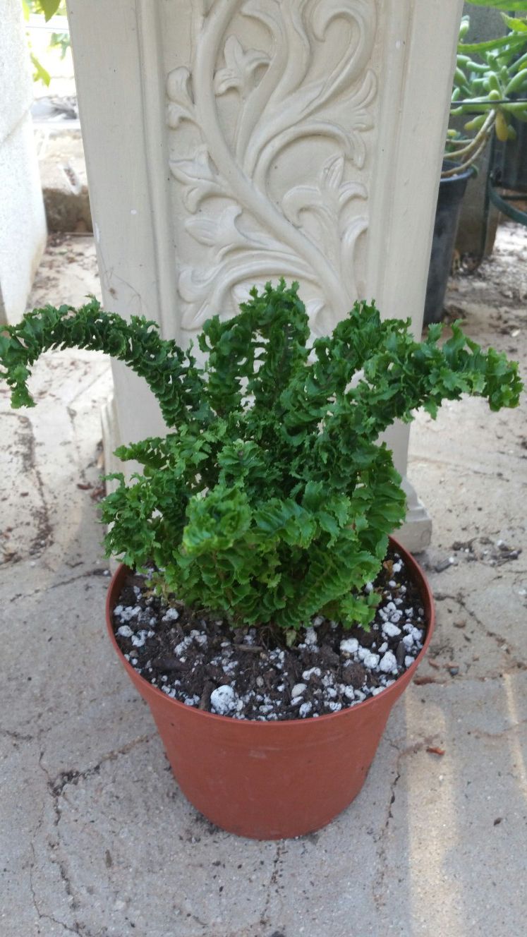 Lovely Curly Boston crinkle fern plants in 6" Pots