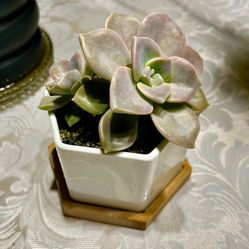 Blooming Succulent Plant In Modern Planter