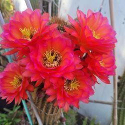 Cactus  Barios Colores 