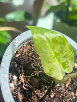 Variegated Alocasia Elephant Ears