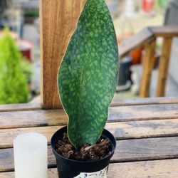 Live indoor Whale Fin Snake 🐍 plant in a plastic nursery planter pot—firm price