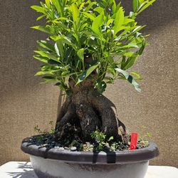Old Japanese Blueberry Bonsai Tree 