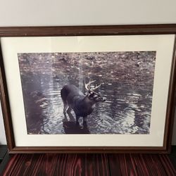 Buck Picture 39x29 