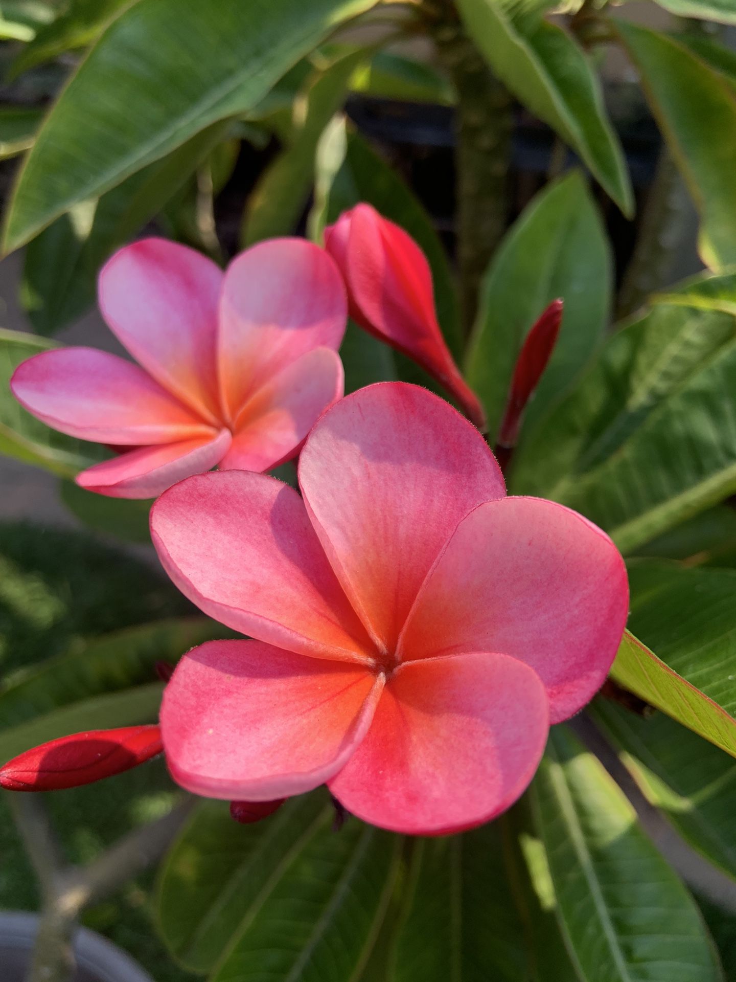 Guillotts Sunset Plumeria for Sale in Chula Vista, CA OfferUp