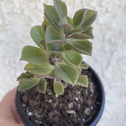 4 Inch Pot Succulent Plant- Plectranthus Neochilus - Mike's Fuzzy Wuzzy - Blue Lobster Flower - Rooted & Stablished - Drought Resistant - 🪴