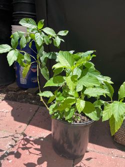 Muicle(honeysuckle)