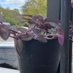 Purpúrea Plant 🌱  Healthy Beautiful 