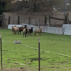 Fence