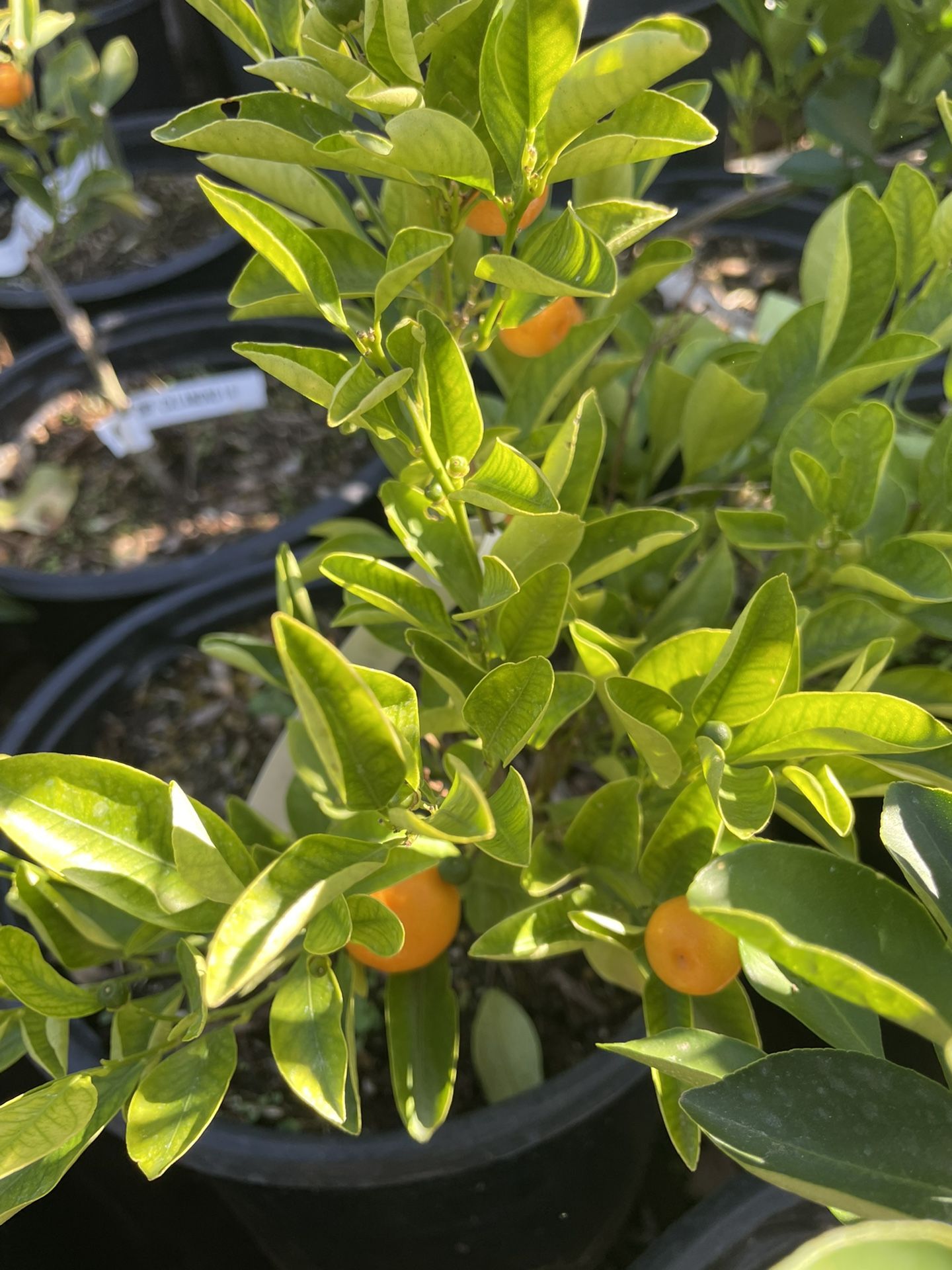 5 Gallon Size Citrus Trees - Lemon Trees - Lime Trees - Grapefruit