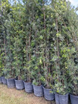 Podocarpus over 7 to 9 feet tall instant privacy hedge for fence minimum qty 20 +