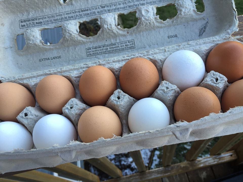 Farm Fresh Eggs...$5 Dozen