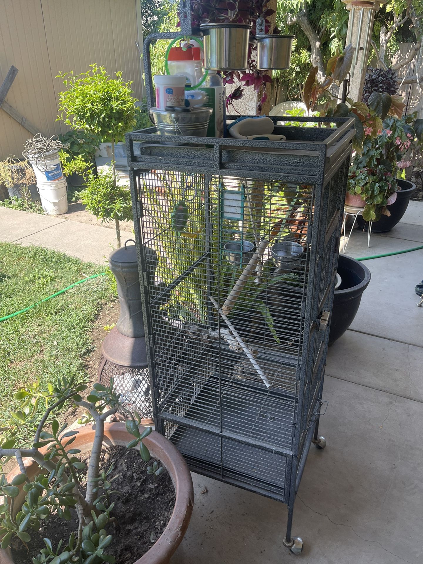 Bird Cage