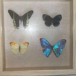 Framed Butterfly Display