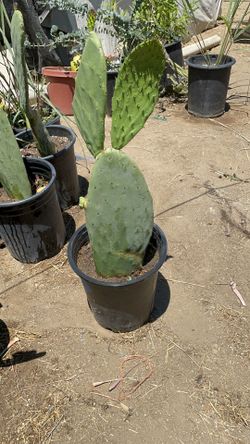  Nopal 