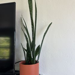 Snake Plant And Pot