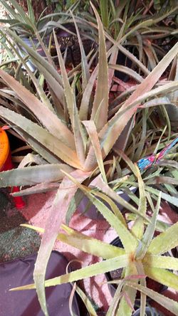 Fresh Aloe Vera Plant