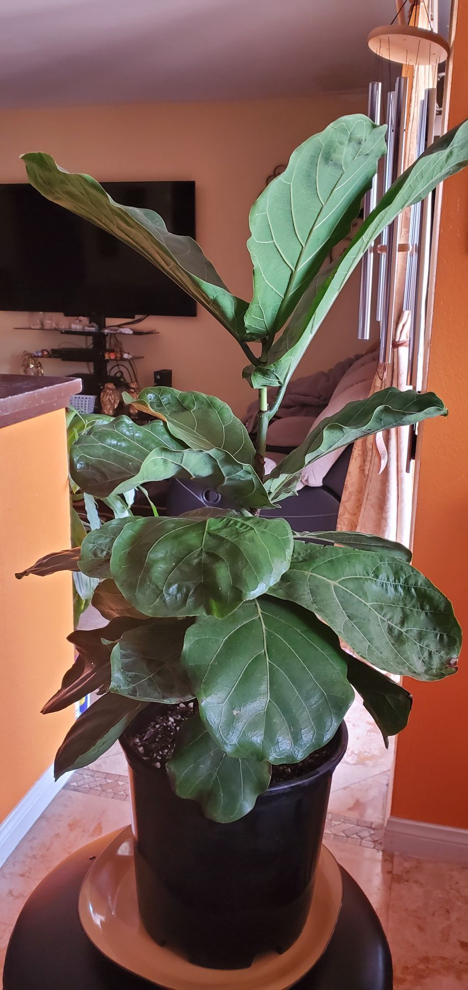 Fiddle Leaf Fig Tree indoor plant 29" tall