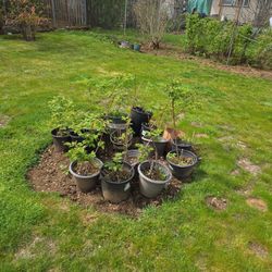 Raspberry Starts For Sale. Good Time To Plant. Established In Pots Since Last Summer