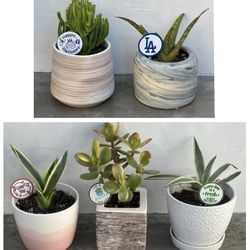 gift ready gollum jade or agave Succulents in ceramic pots w/plant spikes