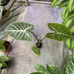 4” Tall Alocasia Ebony 