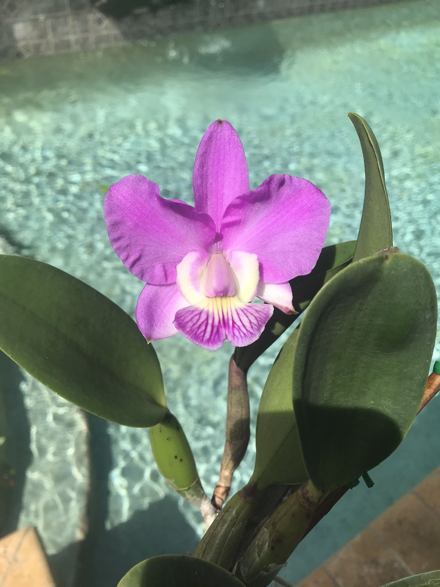 Lc. Atticus Orchid