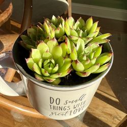 Succulents In Cup