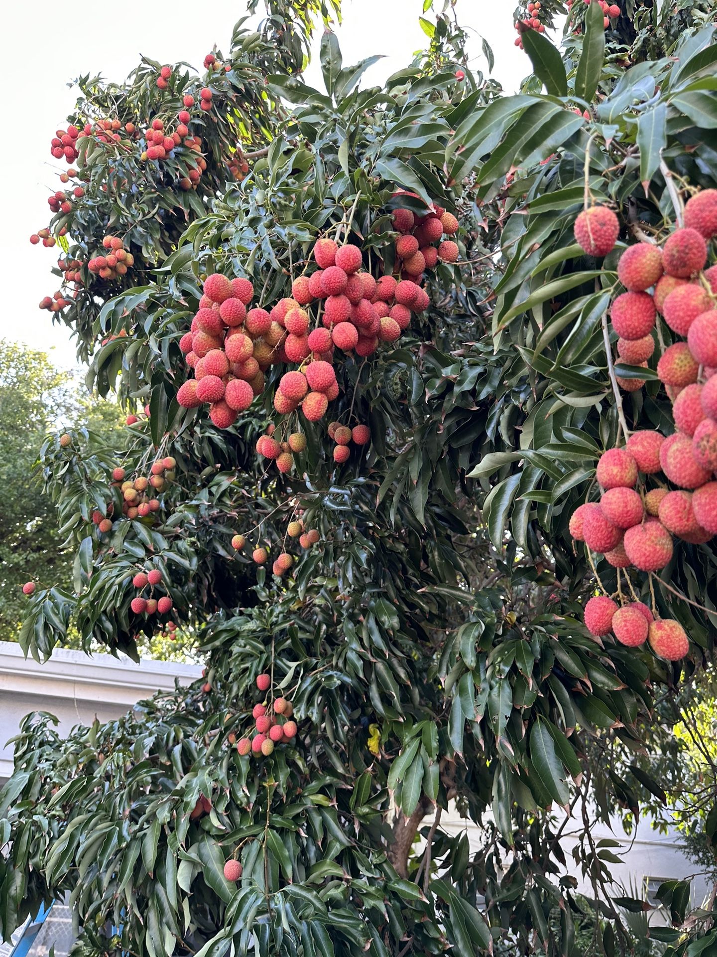 Sweet Lychees  !!! It’s Selling Fast … Come And Get Yours!!!