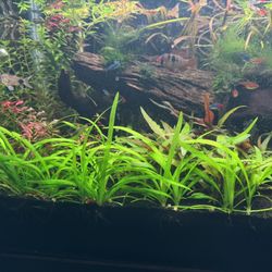 Aquarium Plants sale or trade