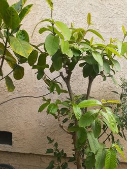Arboles De Guayaba rosa muy dulce diferentes Presiós