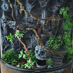 Gargoyle Gecko Terrarium Set Up