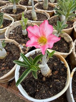 Desert Rose