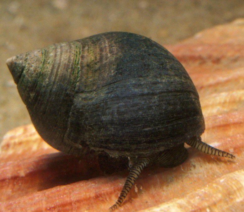 Periwinkle Snails