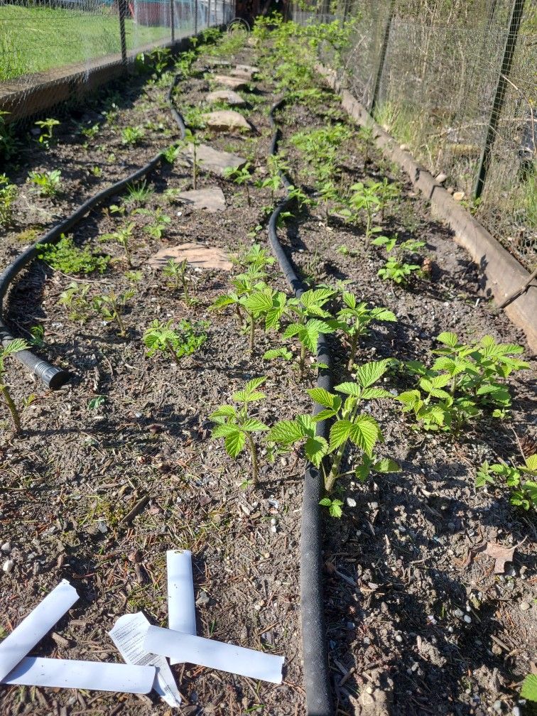Raspberry Starts