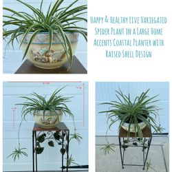 Healthy Live Variegated Spider Plant in Large Home Accents Coastal Planter w Raised Shell Design