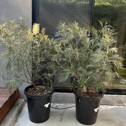 2 Large Drought-tolerant Grevilleas