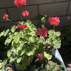 Planta Natural