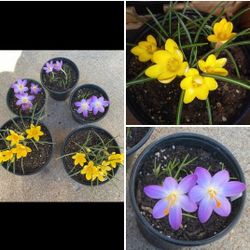 Crocus lily plants$5-$6 Each pot
