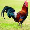 Elverga
