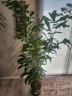 10" 6ft tall Caryota Mitis house plant