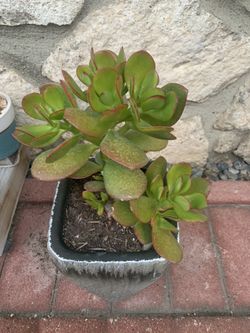 Jade plant … outdor plant for full sun 