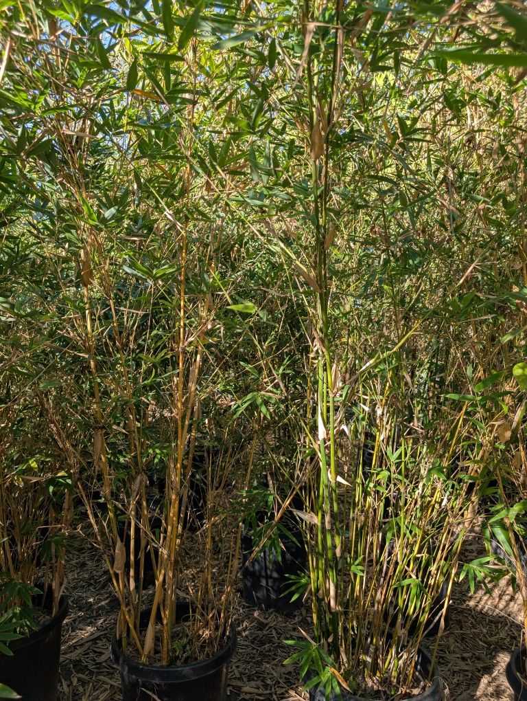 Bamboo Alphonse Karr
