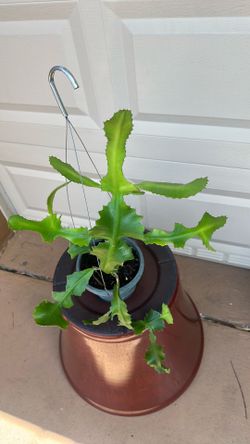 Euphorbia Paper Cactus