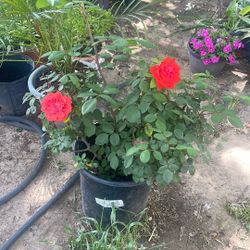 Rose Bush Plant