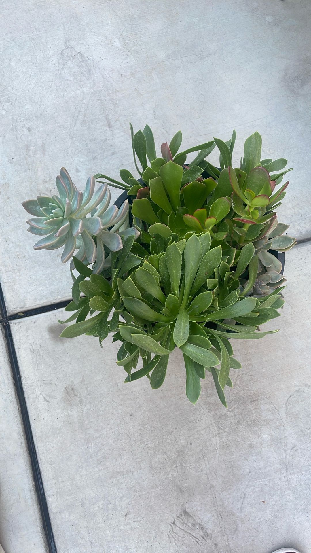 Plant Pot