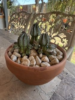 Small Cactus