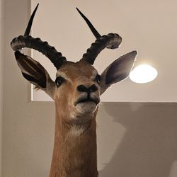 Impala Head Mount